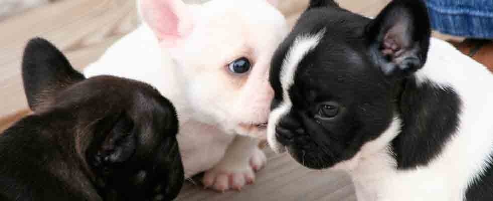 Encore Frenchies Puppies